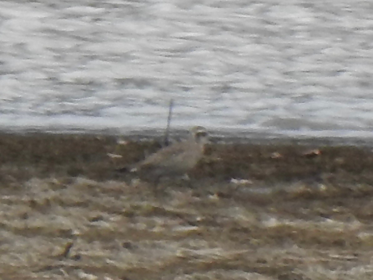 American Golden-Plover - ML632425826