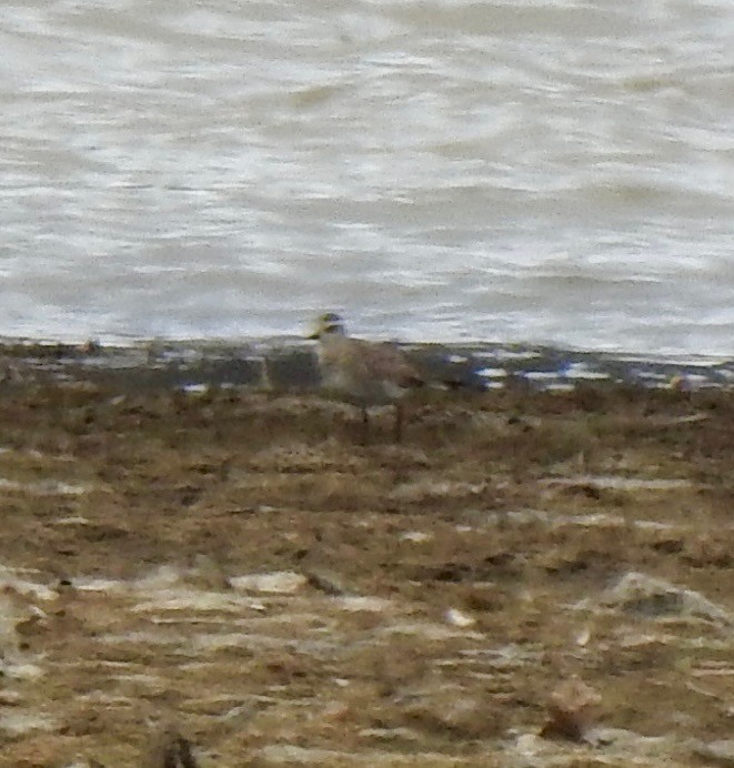 American Golden-Plover - ML632425827