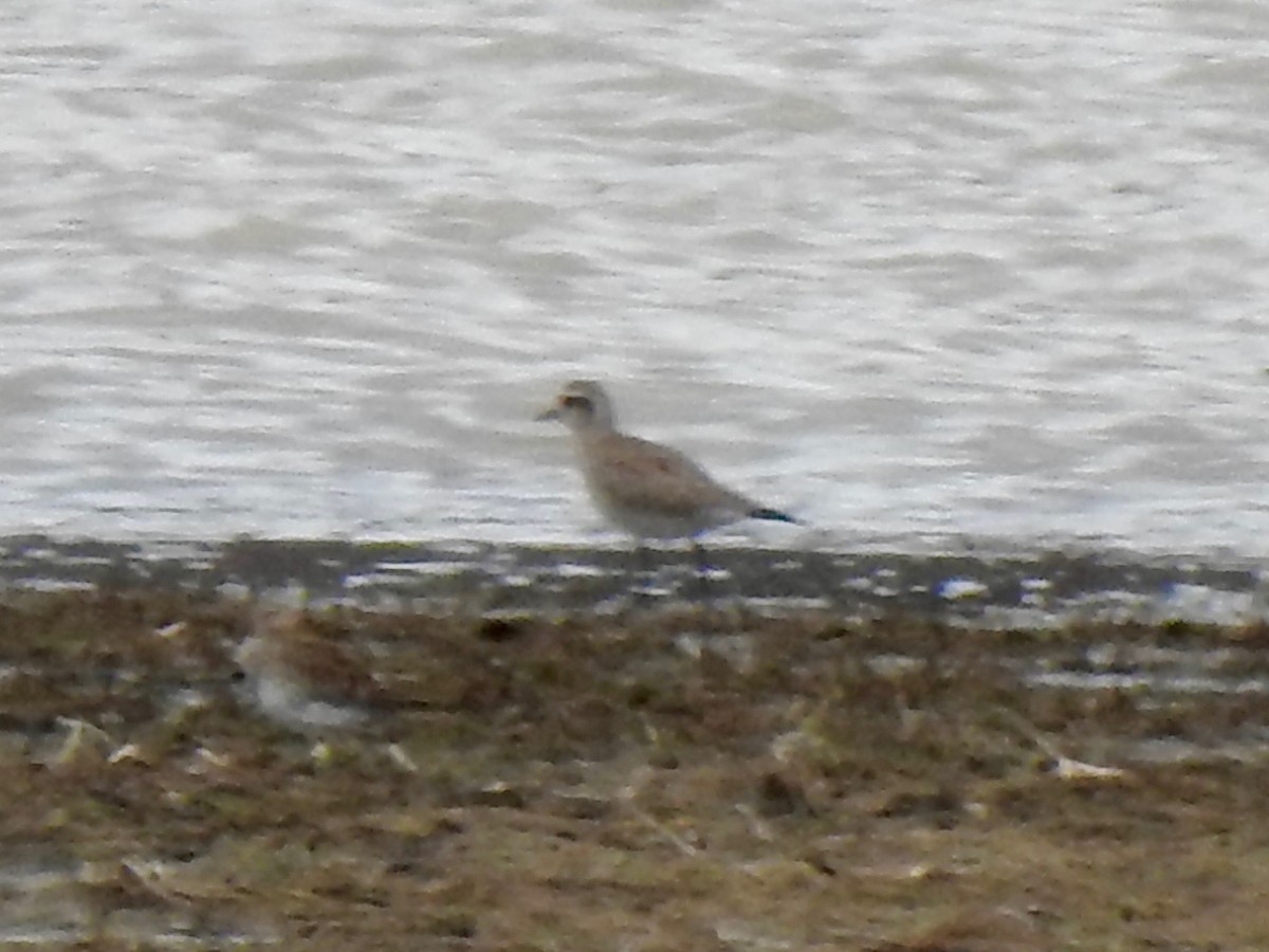 American Golden-Plover - ML632425829