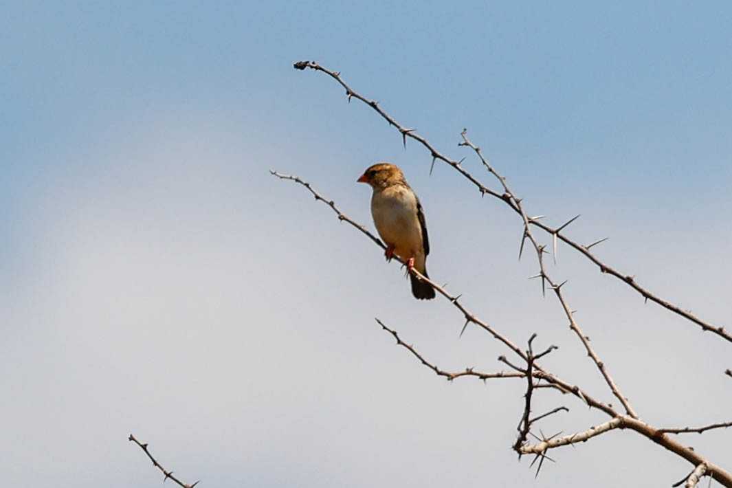 Straw-tailed Whydah - ML632425942