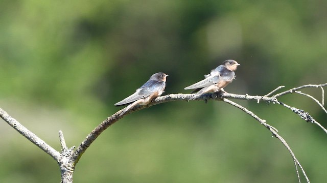 家燕(erythrogaster) - ML632426172