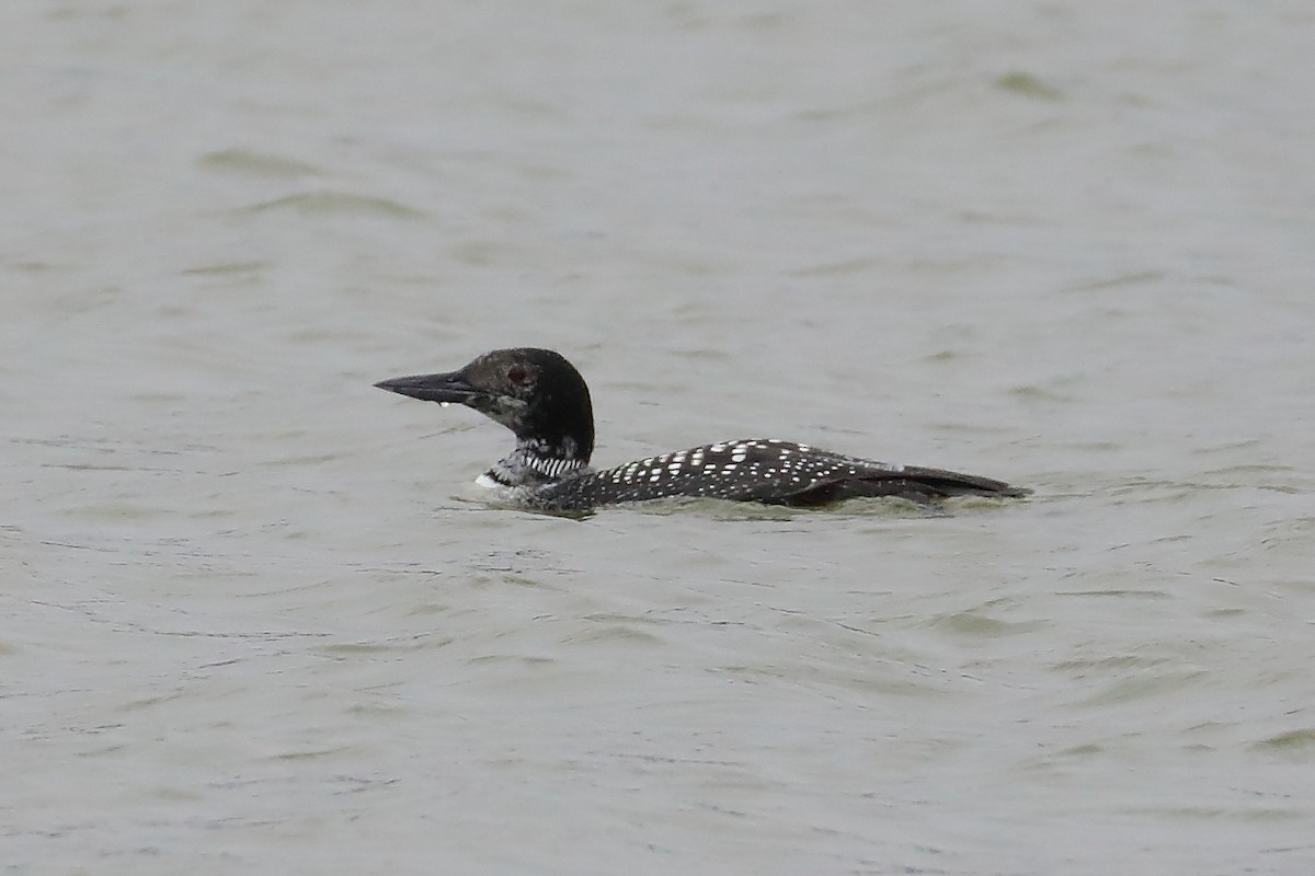 Plongeon huard - ML632426194