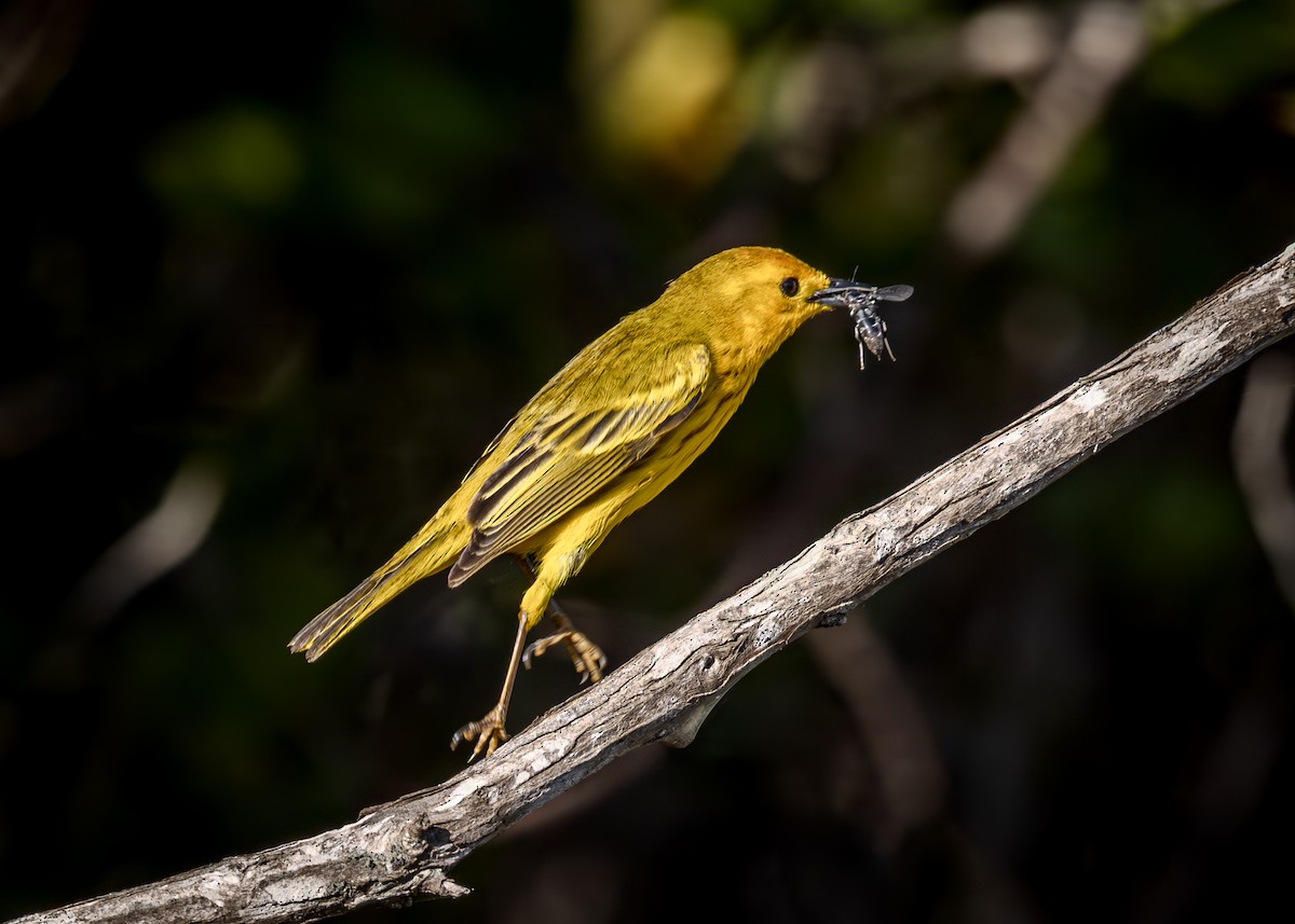 Northern/Mangrove Yellow Warbler - ML632426206