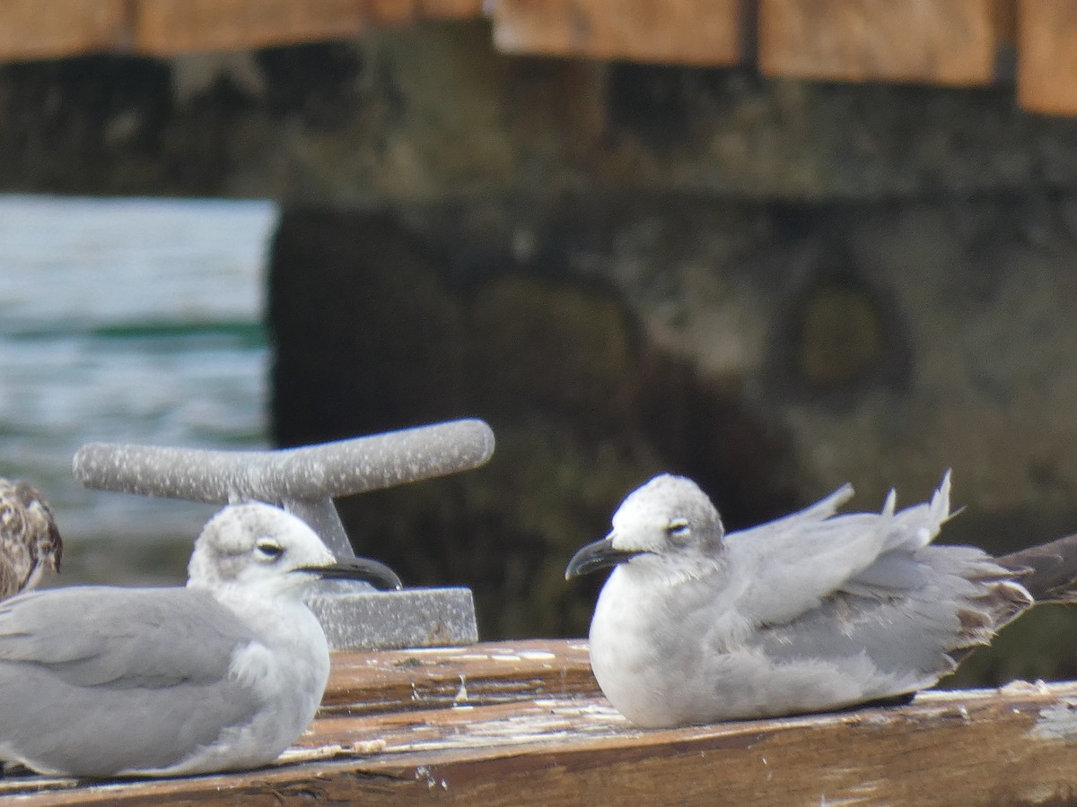 Laughing Gull - ML632426331