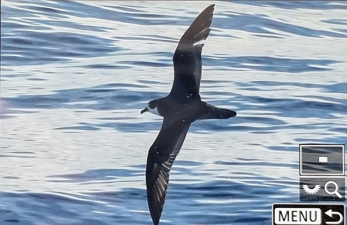 Stejneger's Petrel - ML632426348