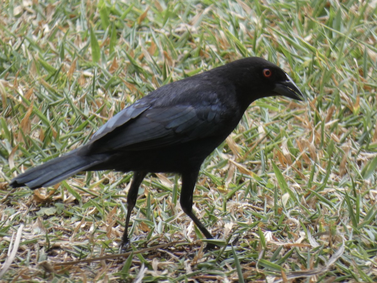 Bronzed Cowbird - ML632426349