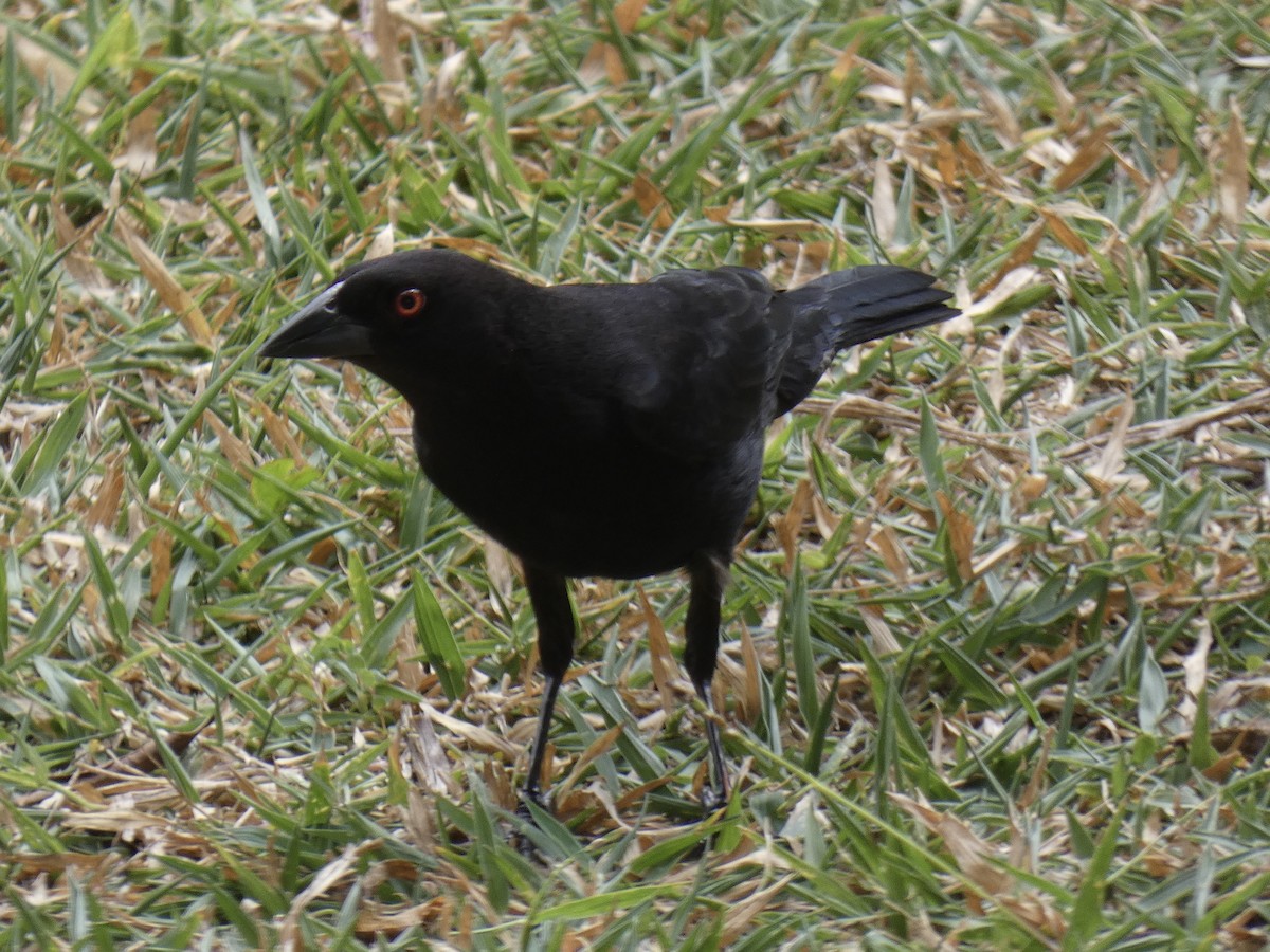 Bronzed Cowbird - ML632426350