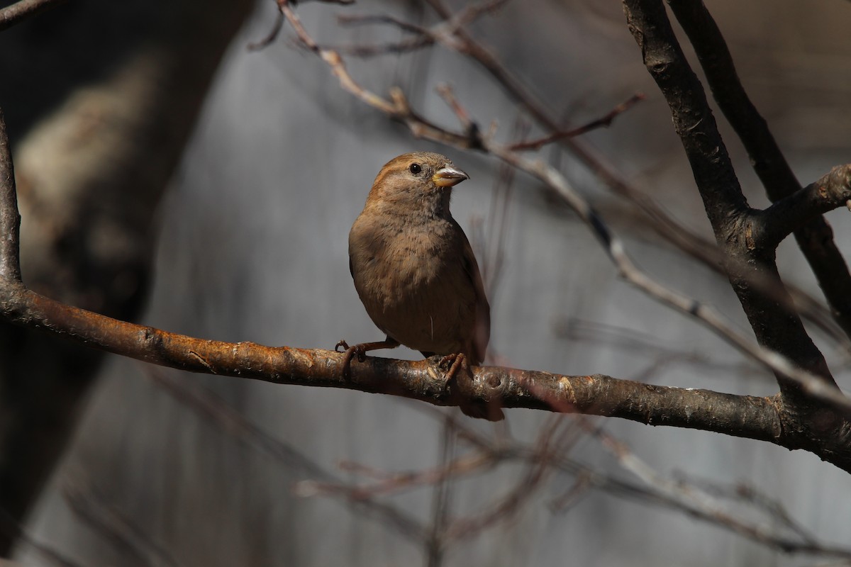 Оронгийн бор шувуу - ML632426378