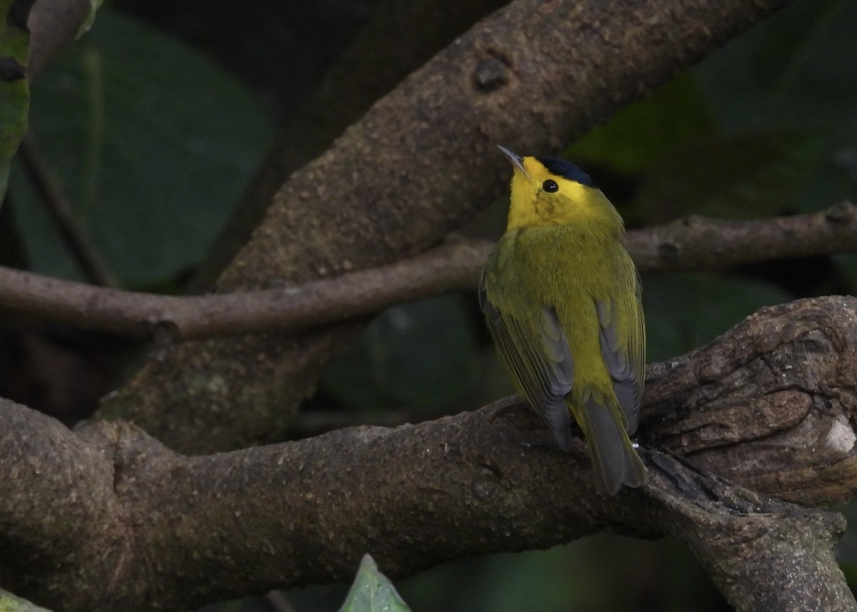 Wilson's Warbler - ML632426470