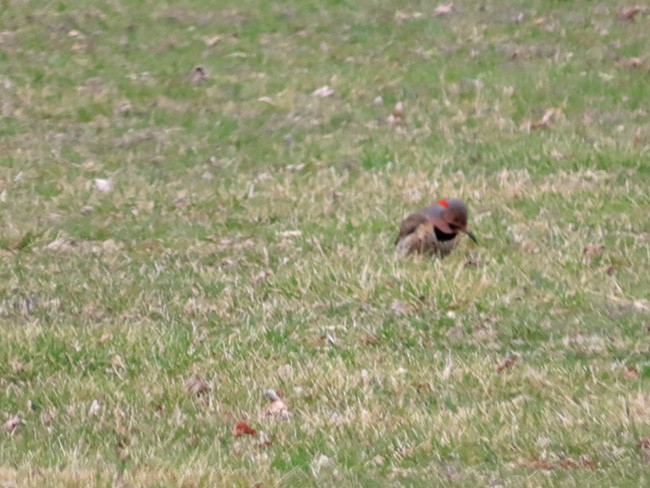 Northern Flicker - ML632426551