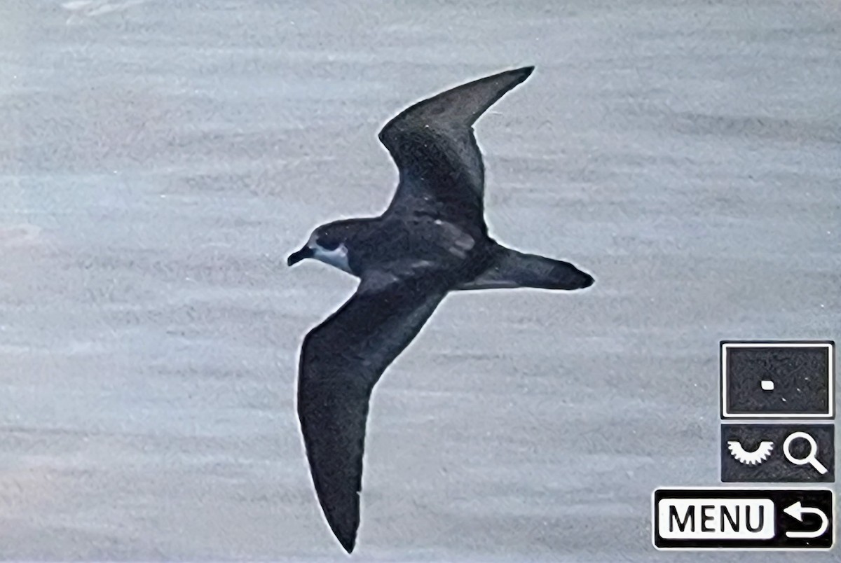 Stejneger's Petrel - ML632426581