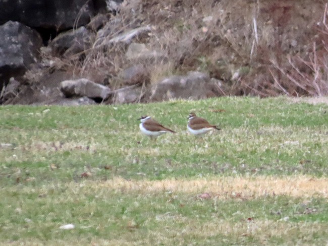 Killdeer - ML632426587