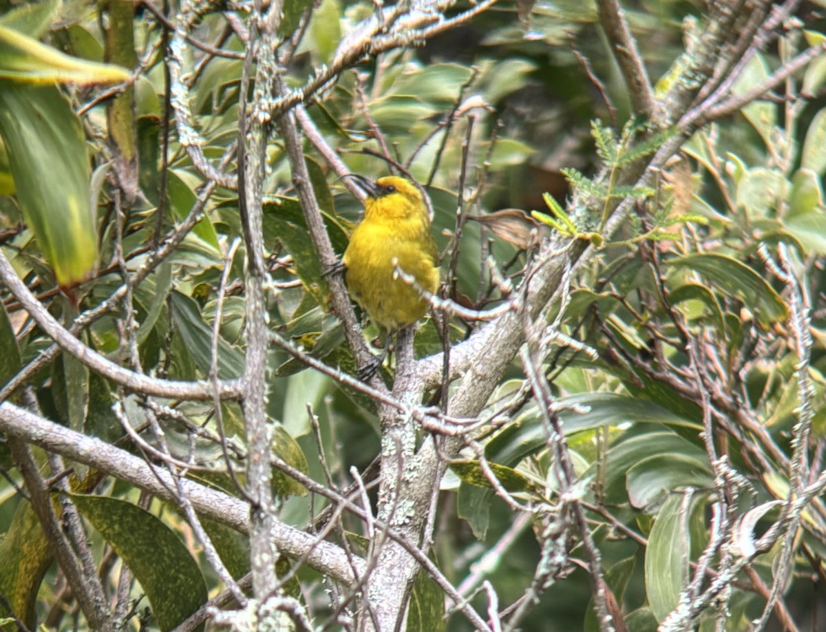 Akiapolaau - ML632426609