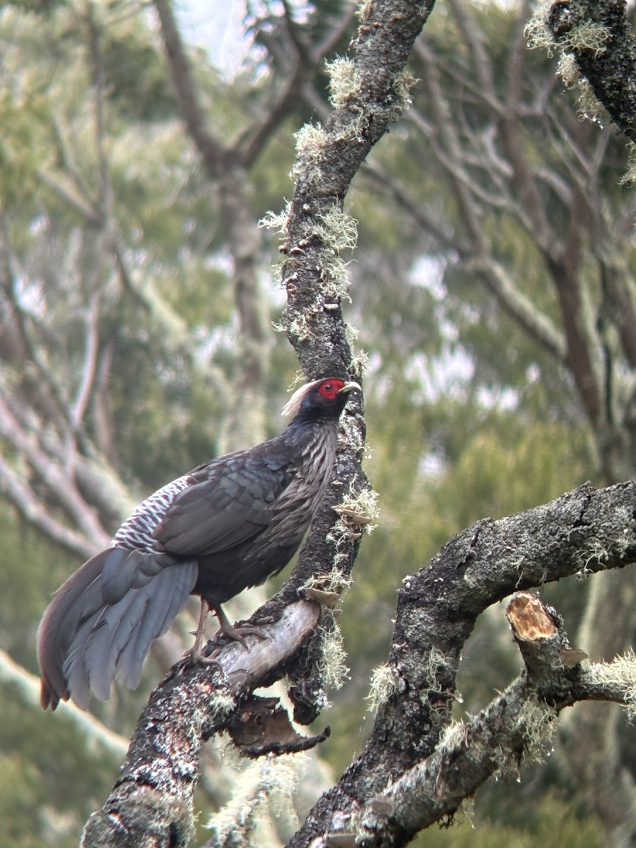 Kalij Pheasant - ML632426693