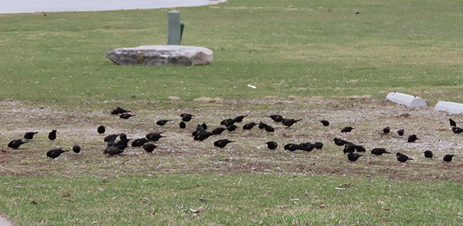 Red-winged Blackbird - ML632426735
