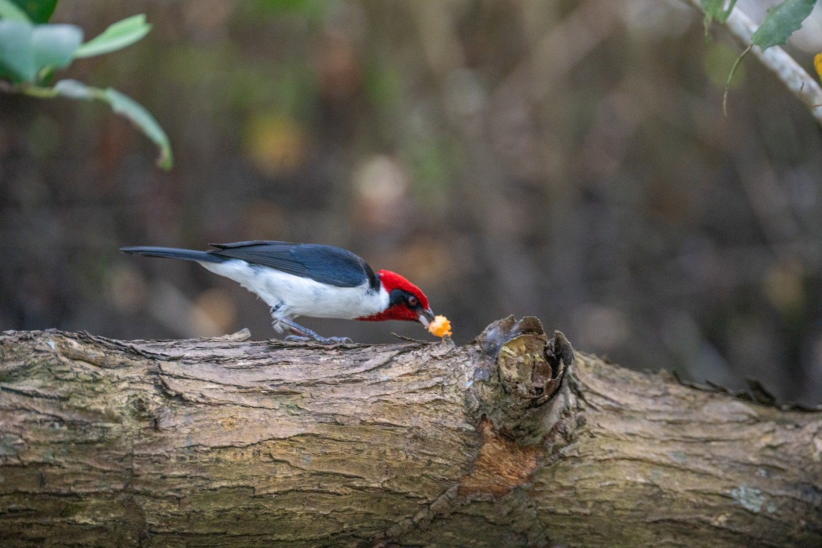 Masked Cardinal - ML632426826