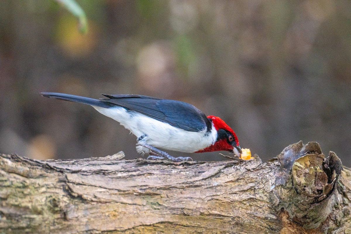 Masked Cardinal - ML632426832