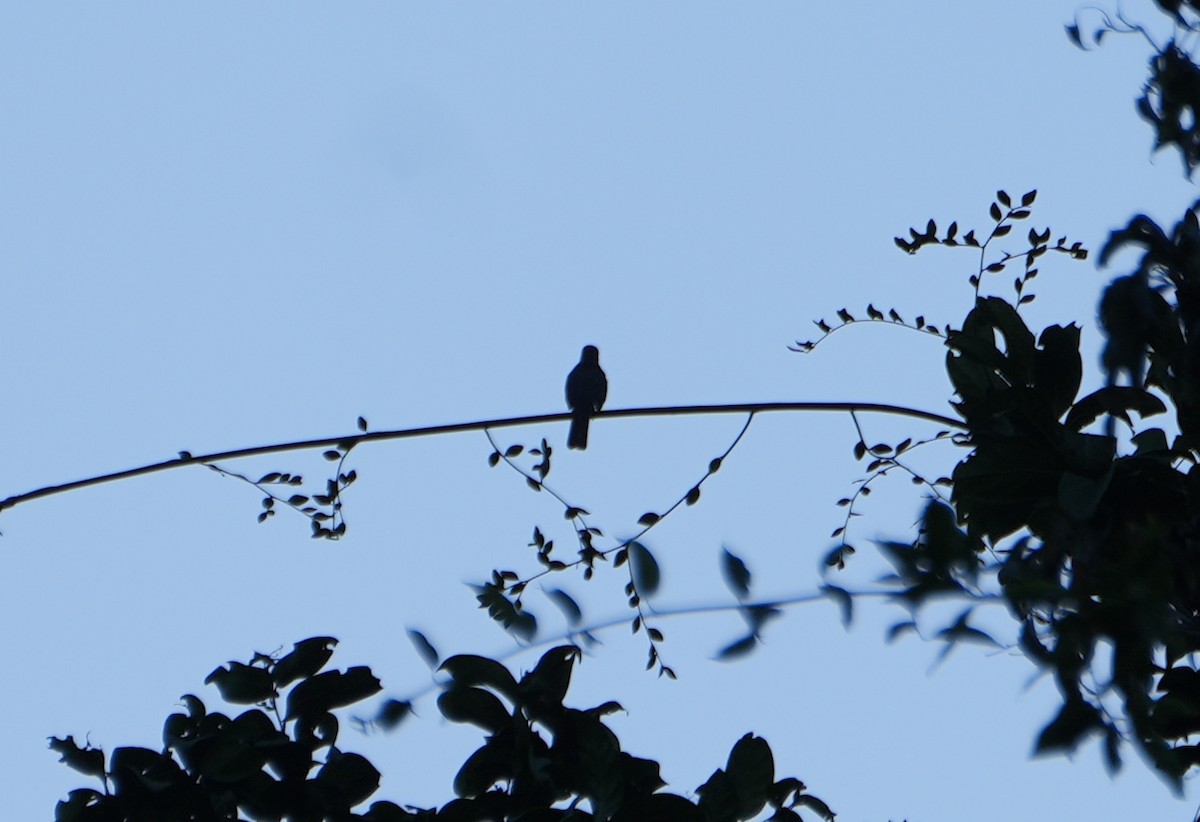 Cuban Solitaire - Jack Maynard