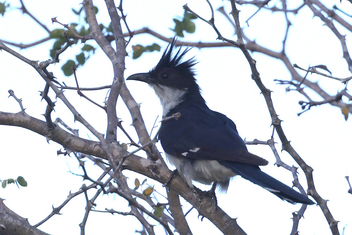 Pied Cuckoo - ML632426848