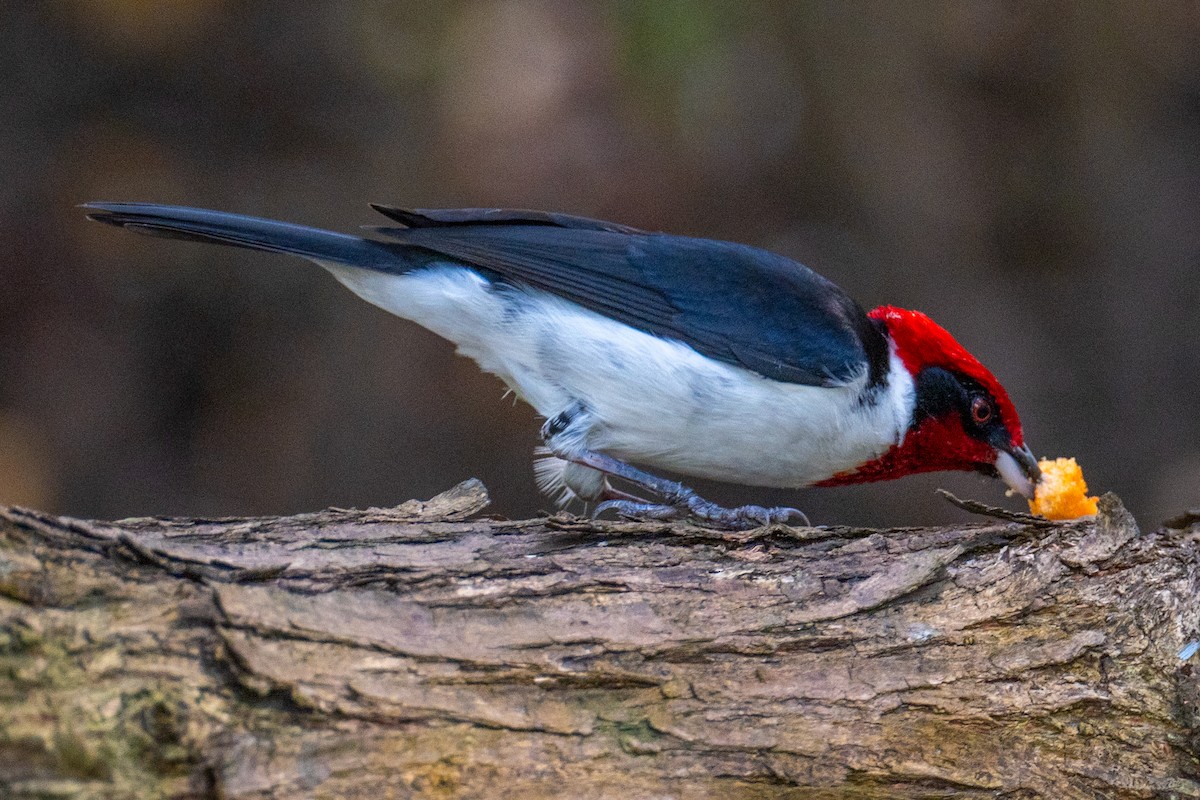 Masked Cardinal - ML632426851