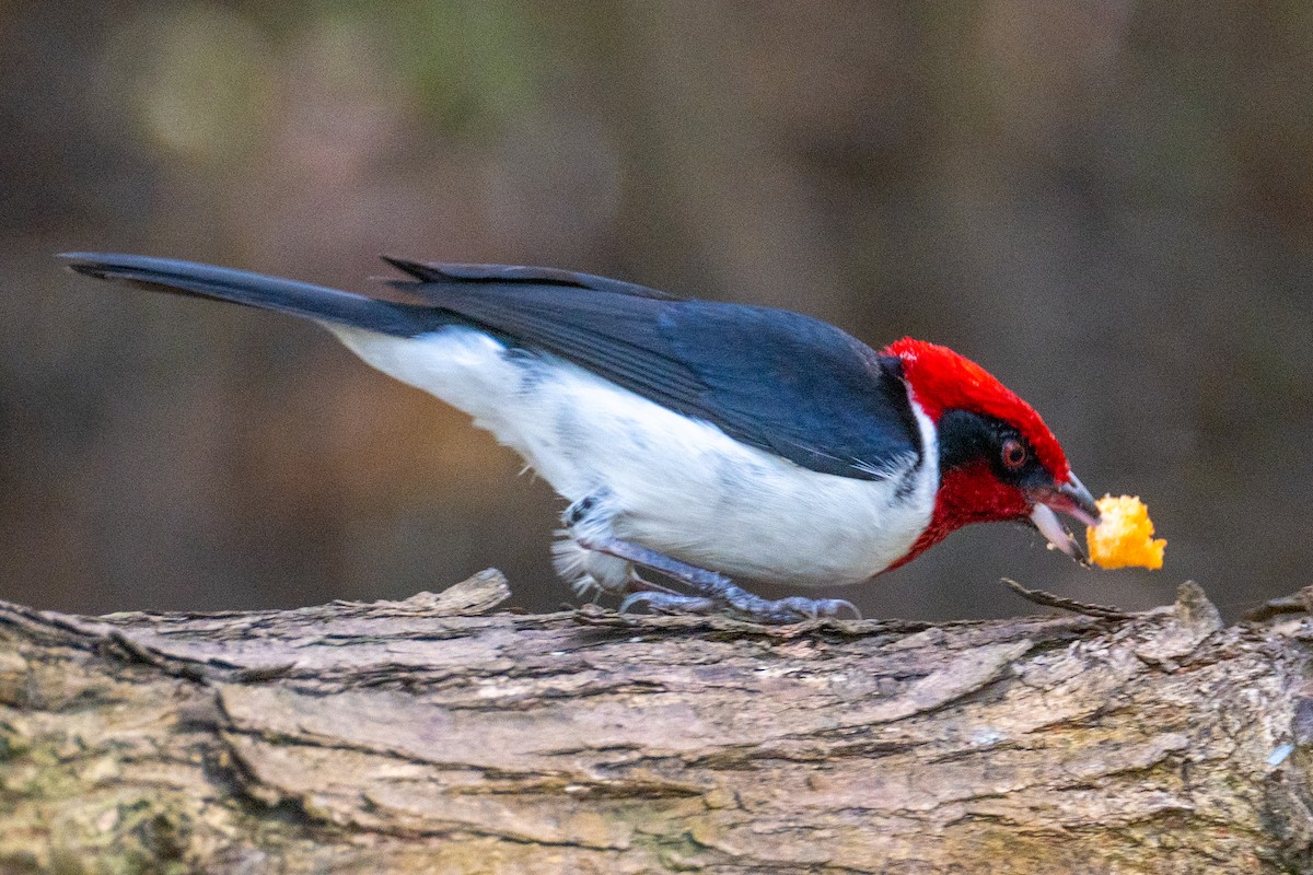 Masked Cardinal - ML632426856