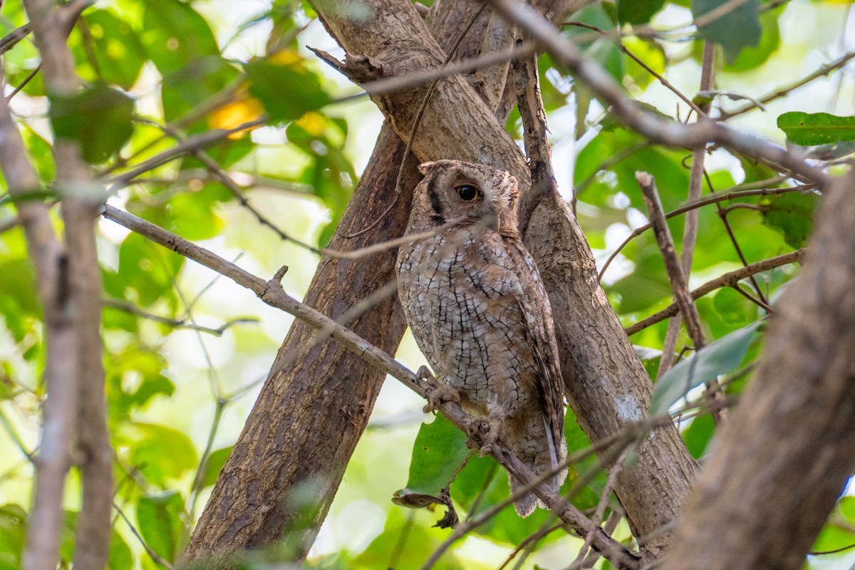 Tropical Screech-Owl - ML632426899