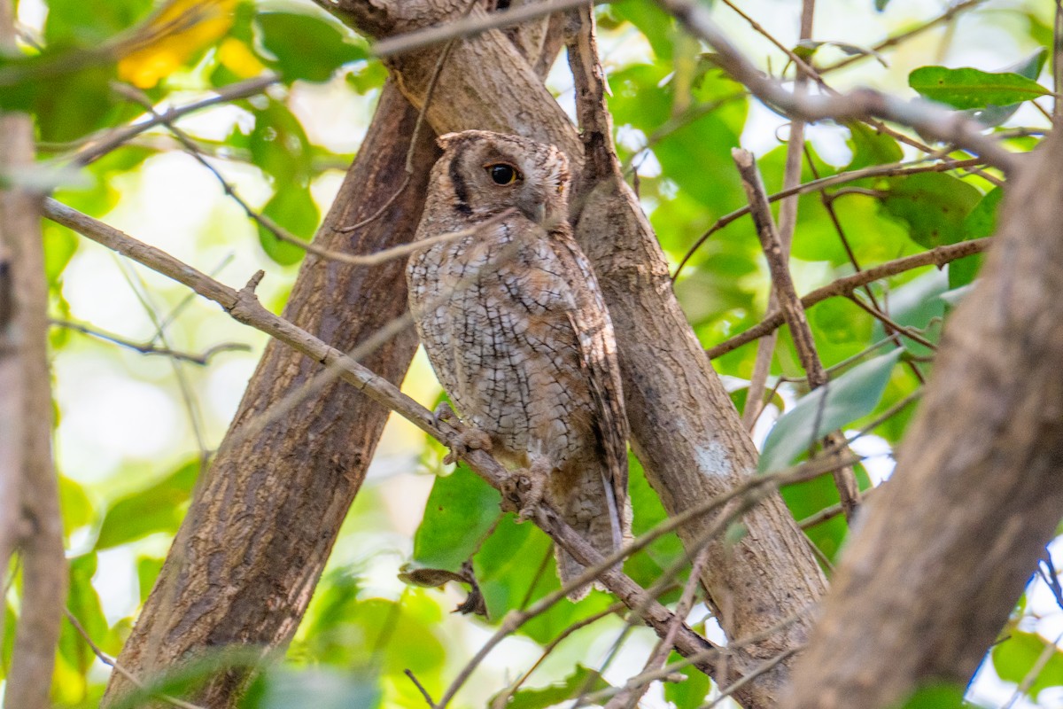 Tropical Screech-Owl - ML632426905