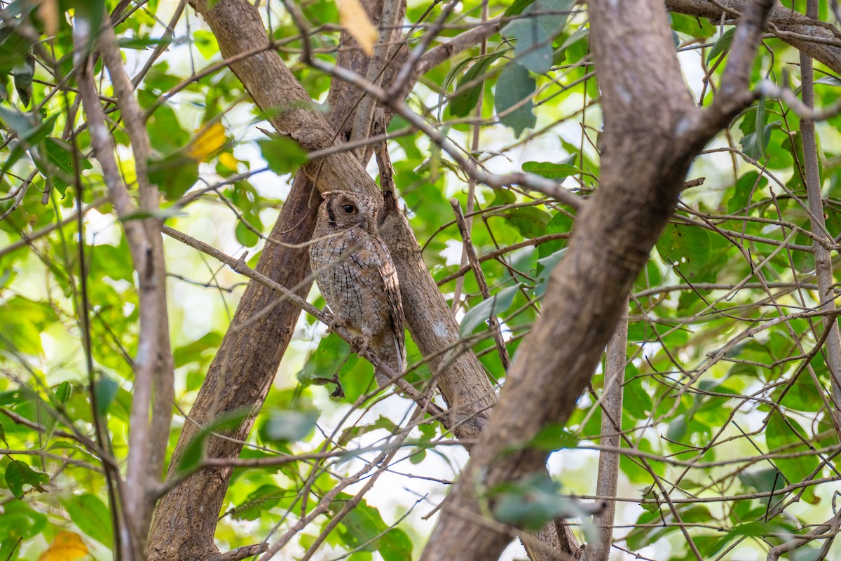 Tropical Screech-Owl - ML632426912