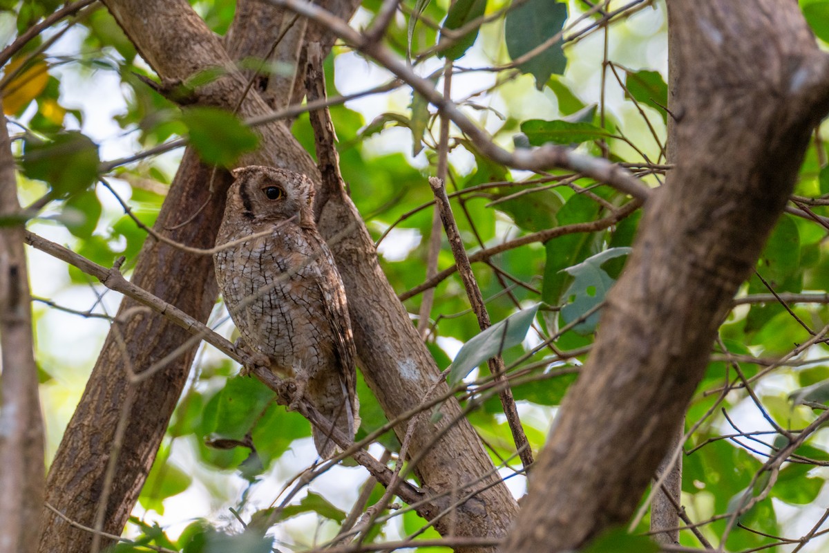 Tropical Screech-Owl - ML632426918