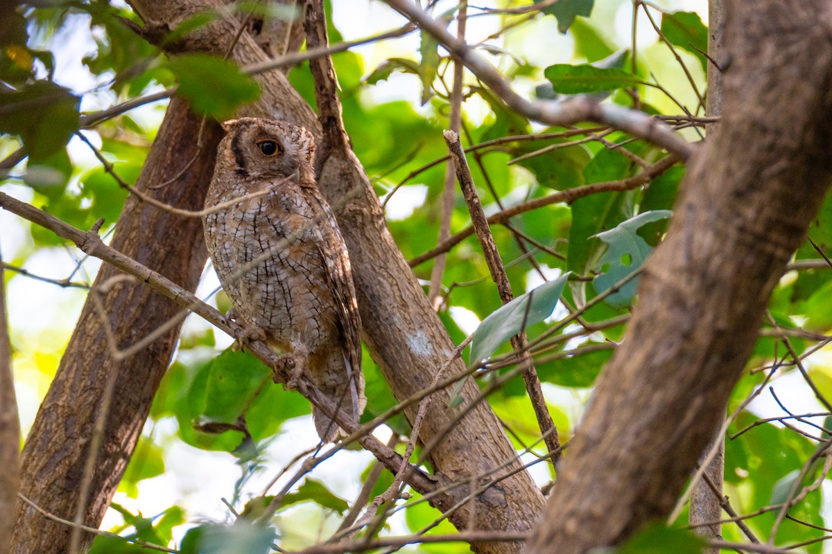 Tropical Screech-Owl - ML632426935
