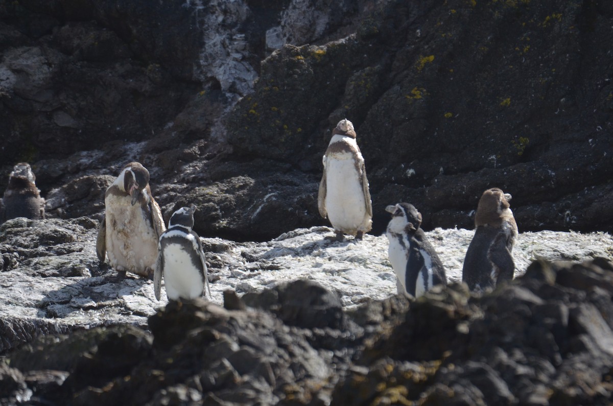 Humboldt Penguin - Nicole Arcaya-Orrego