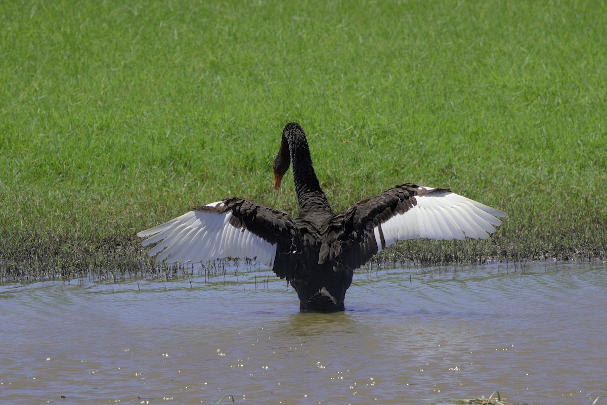 Black Swan - ML632426997