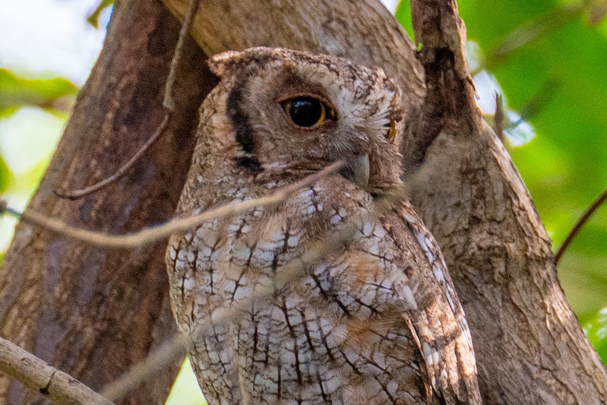Tropical Screech-Owl - ML632427022