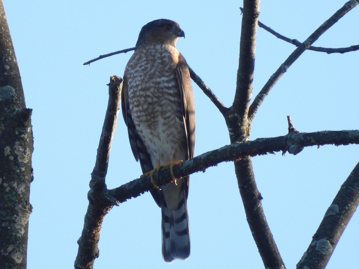 Sharp-shinned Hawk - ML632427201