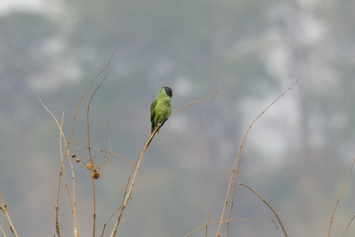 Gray-headed Parakeet - ML632427248
