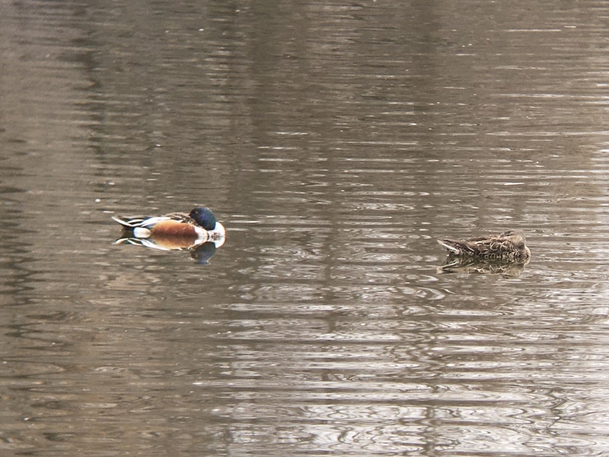 Northern Shoveler - ML632427383