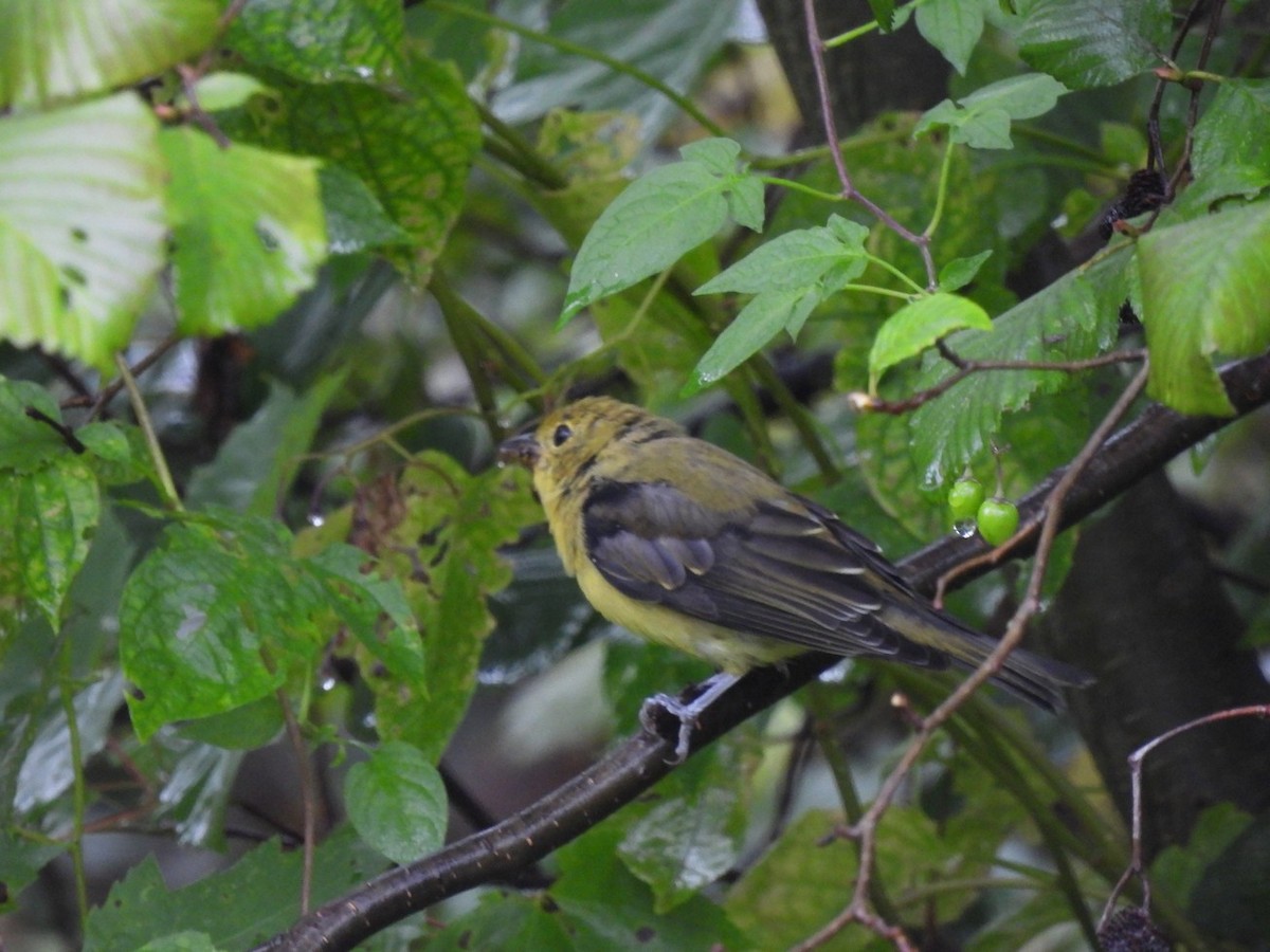 Scarlet Tanager - ML632427450