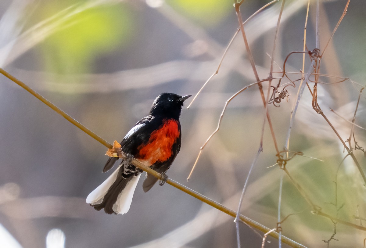 Painted Redstart - ML632427522