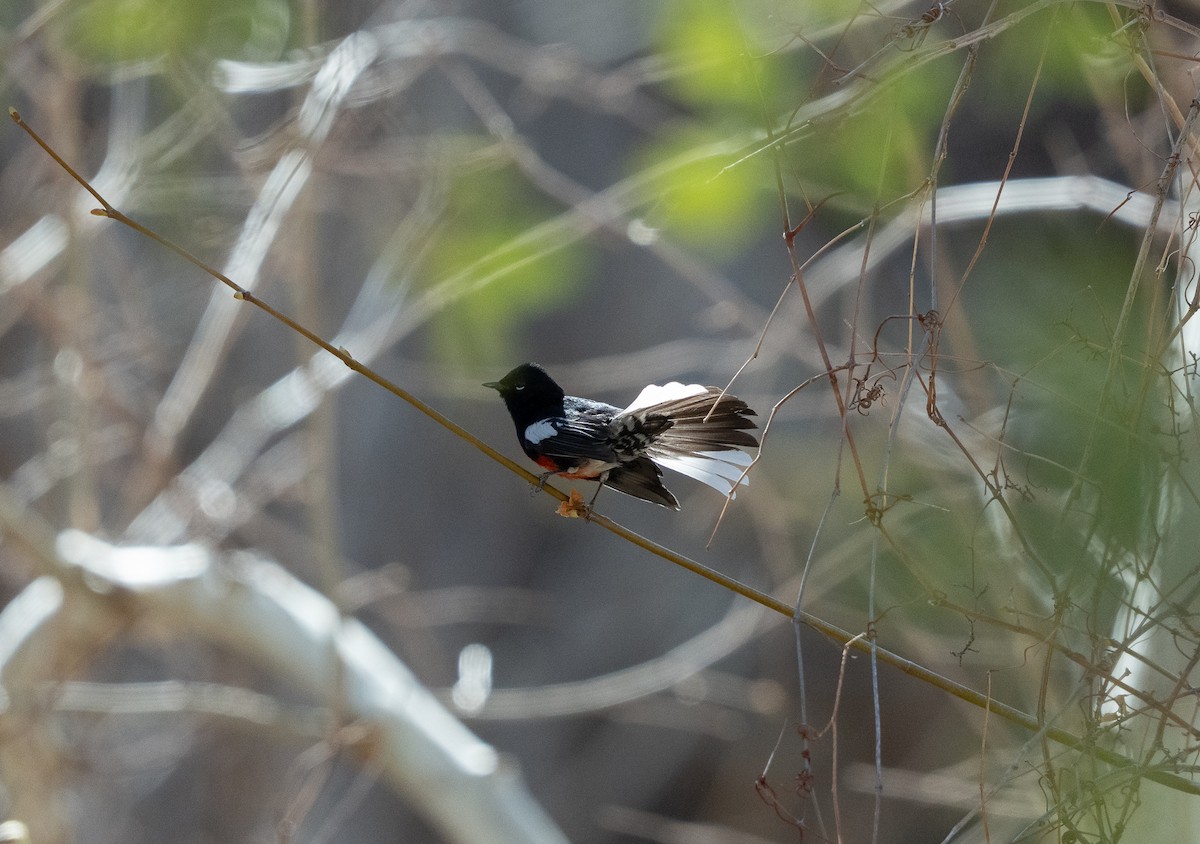 Painted Redstart - ML632427523