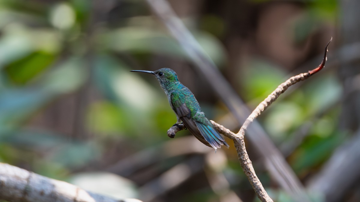 kolibřík mangrovový - ML632427636