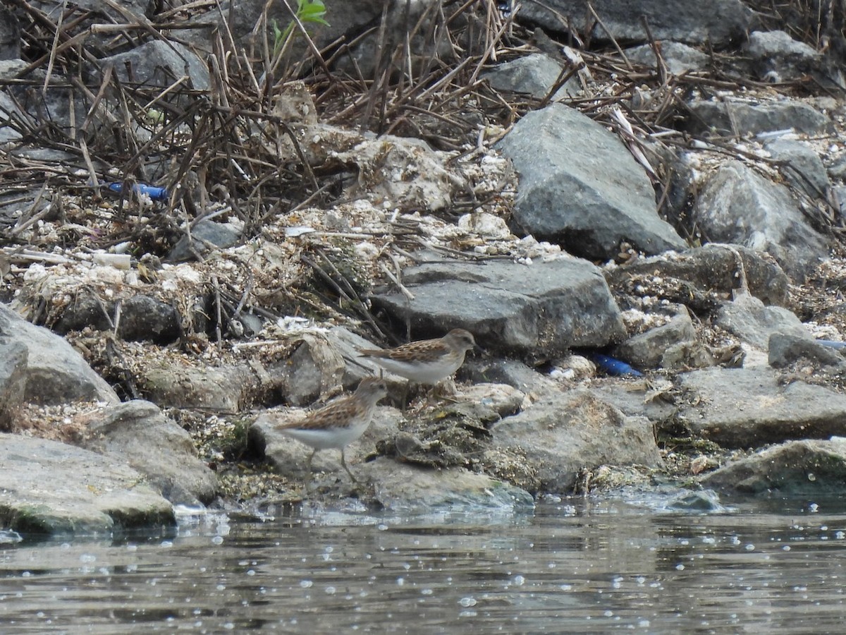 Least Sandpiper - ML632427882