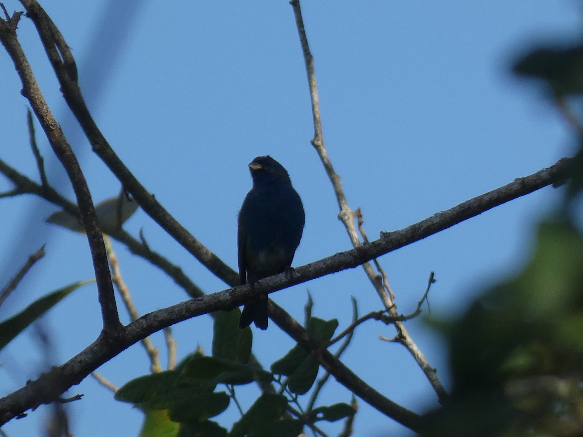 Indigo Bunting - ML632427918
