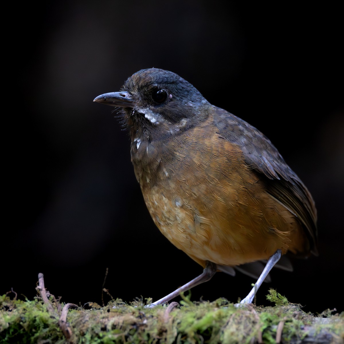 Moustached Antpitta - ML632428027