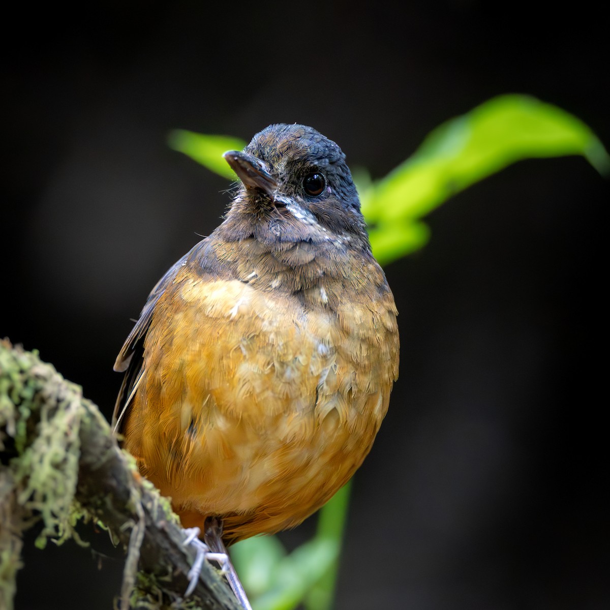 Moustached Antpitta - ML632428028
