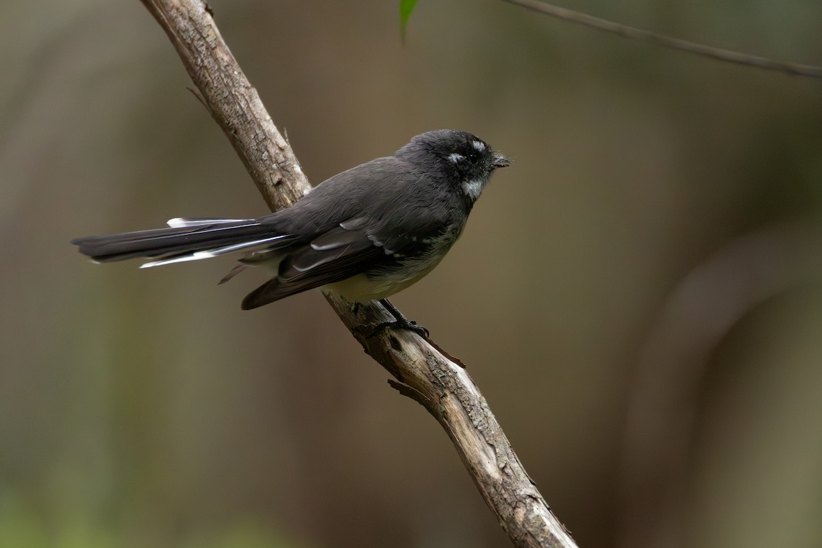 Gray Fantail - ML632428298