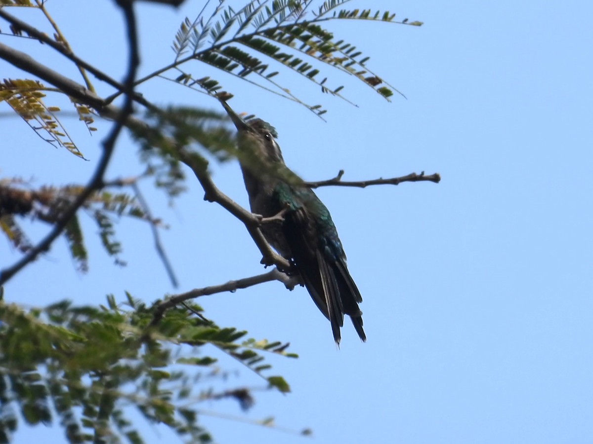 Golden-crowned Emerald - ML632428368
