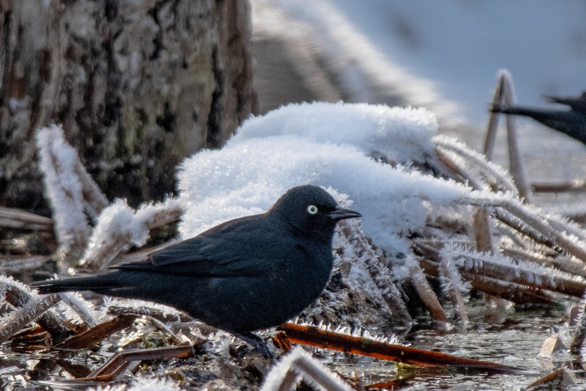 Rusty Blackbird - ML632428392