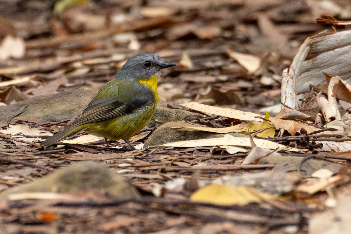 Eastern Yellow Robin - ML632428445