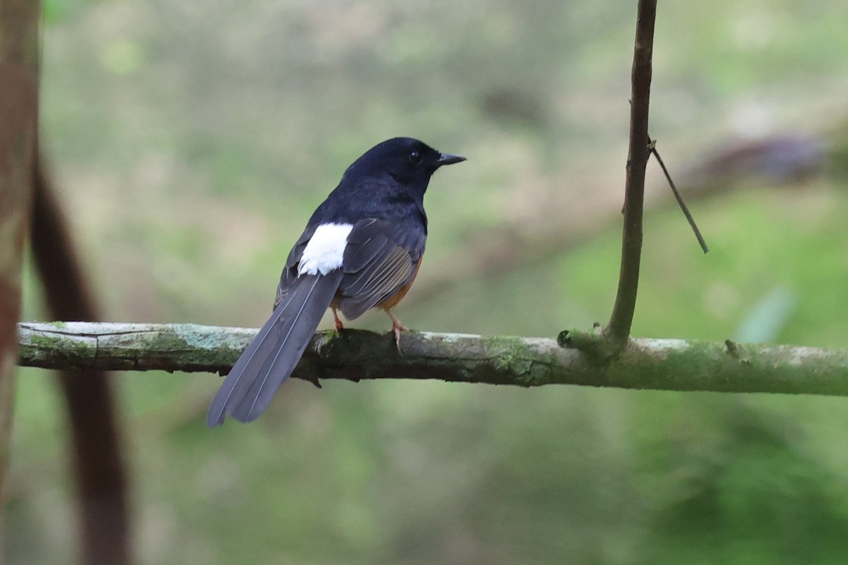 White-rumped Shama - ML632428754
