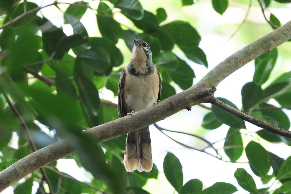 Greater Necklaced Laughingthrush - ML632428771